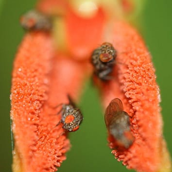 Pollinisation de Specklinia par nectar nourrissant la drosophile