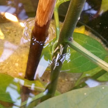 Stade du cycle de vie, profondeur d'inondation et formation de racines adventives