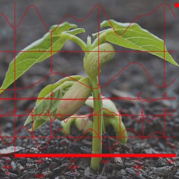 Mouvements des feuilles et force gravitationnelle luni-solaire