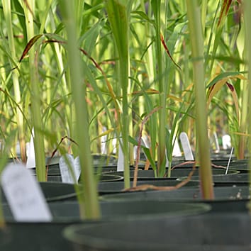 Relaciones polifiléticas en sorgo