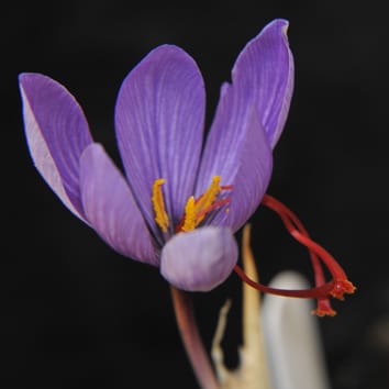 Diversidad y relaciones de Crocus sativus y sus parientes