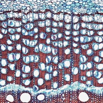 Diversidad y evolución del floema secundario en Bignonieae