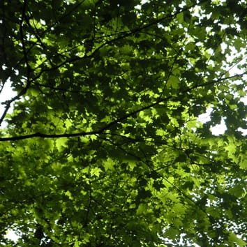 Phytotoxicité du manganèse