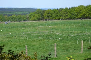 La adición de nitrógeno y la frecuencia de cosecha en lugar de la composición inicial de especies de plantas, determina la estructura vertical y la intercepción de luz en pastizales permanentes