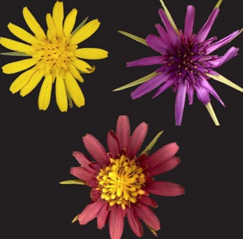 250 ans d'hybridation entre deux espèces herbacées bisannuelles sans spéciation