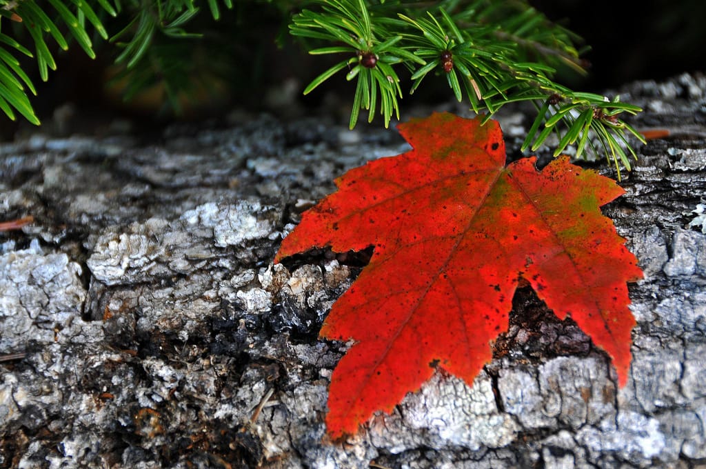 Maple Leaf