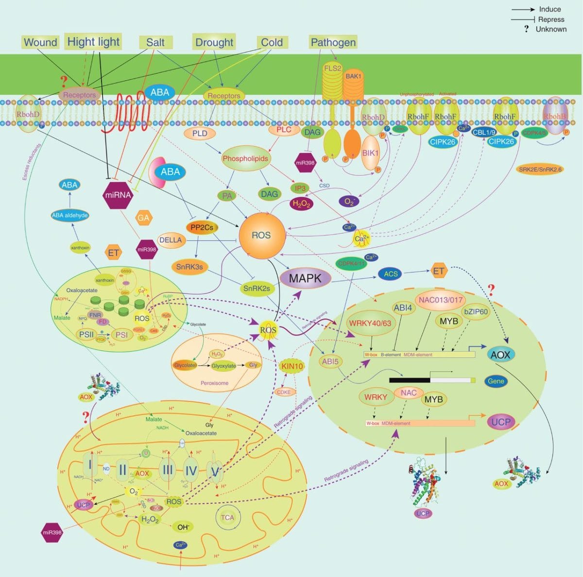 Systèmes mitochondriaux de dissipation d'énergie dans les plantes (Review)