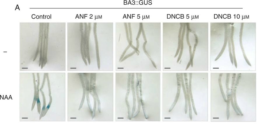Auxina, tiorredoxina reductasa, desnitrosilación y crecimiento radicular