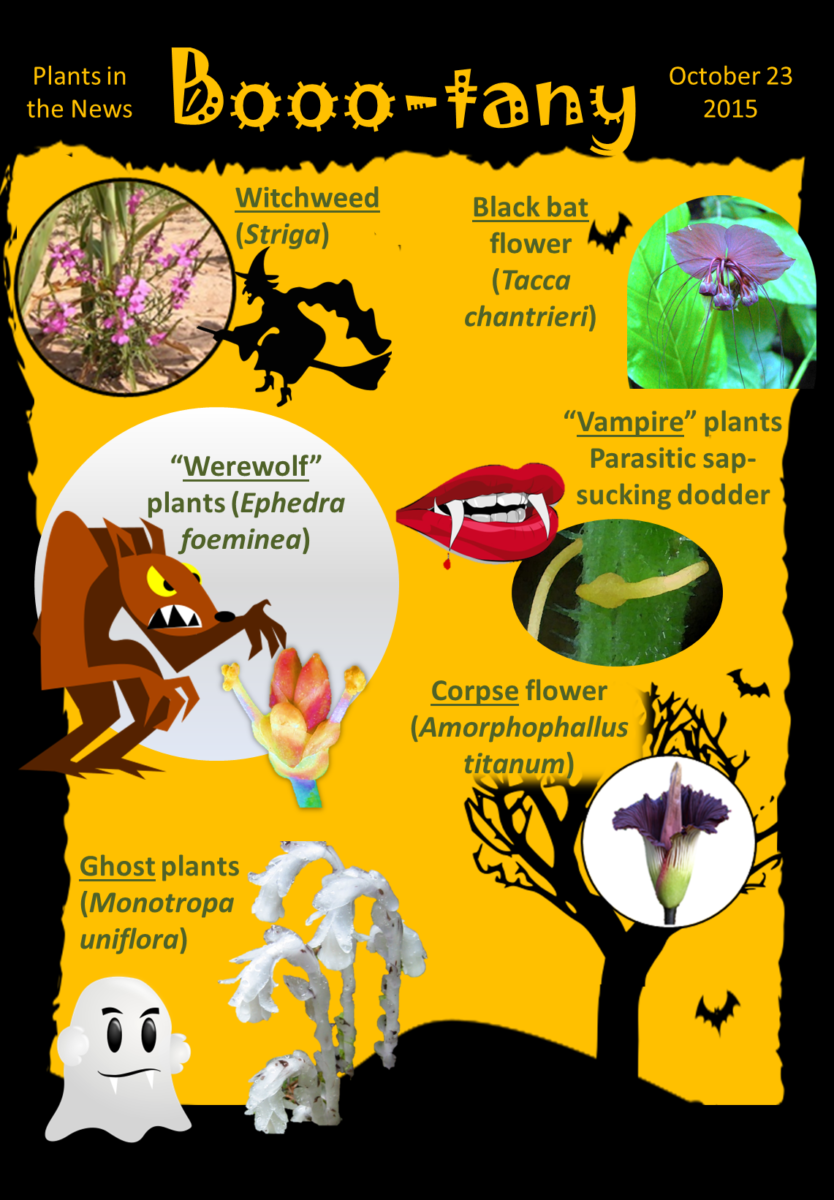 ¿Hambriento de más noticias basadas en plantas?