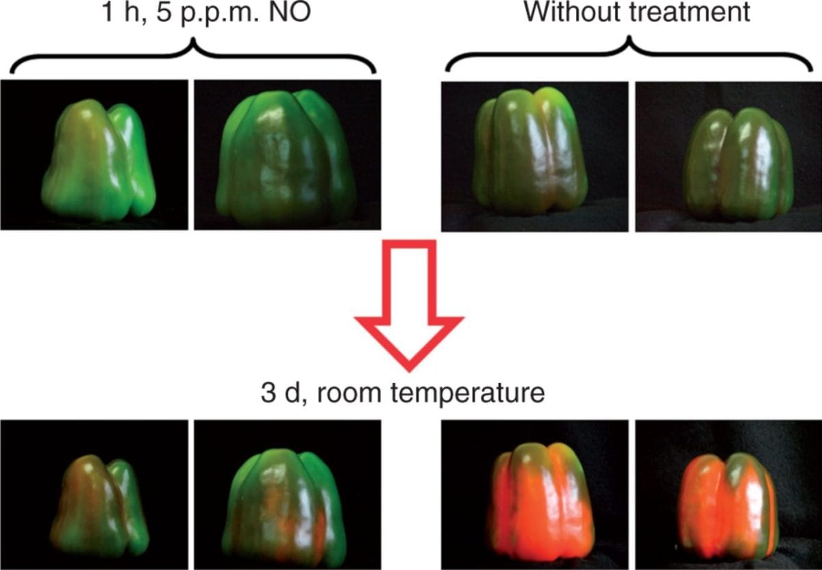 Maduración de frutos de pimiento y especies nitrogenadas reactivas