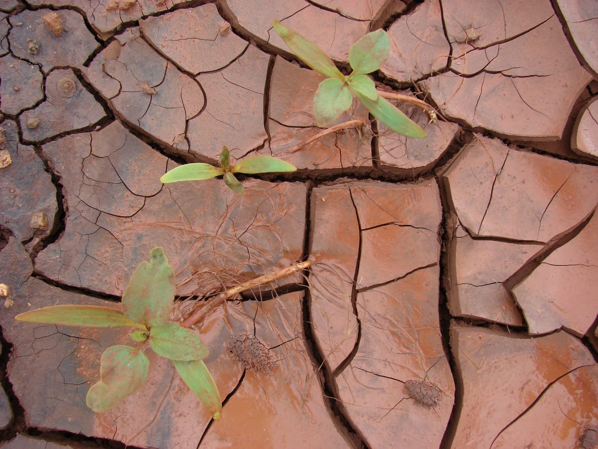 Dinámica foliar en crecimiento y reproducción de Xanthium
