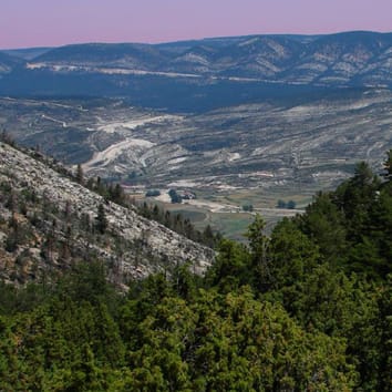 Cold-induced forest dieback of rear-edge tree populations