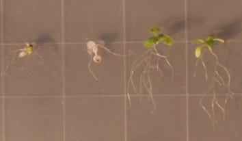 Las poblaciones naturales de Arabidopsis thaliana difieren en las respuestas de las plántulas al estrés por altas temperaturas