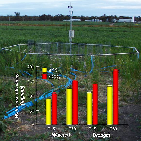 Phosphorus and elevated CO2 enhance drought tolerance