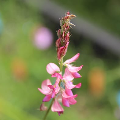 Climate change and flowering phenology in mid- and high-elevation species