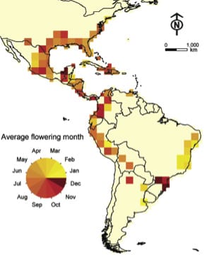 Nicho climático y fenología de floración y fructificación de una planta epífita