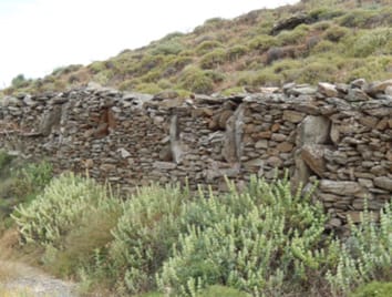 Le changement climatique réduit la sécrétion de nectar chez deux plantes méditerranéennes communes