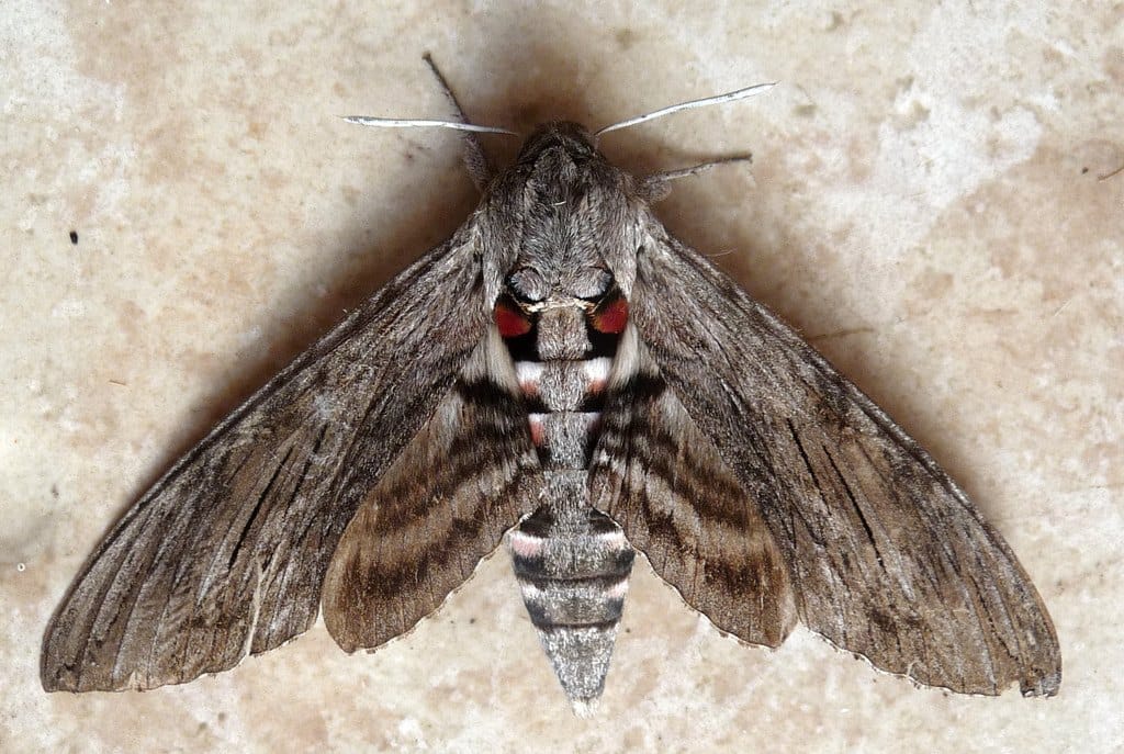 Long-tongued hawkmoths form a pollination niche