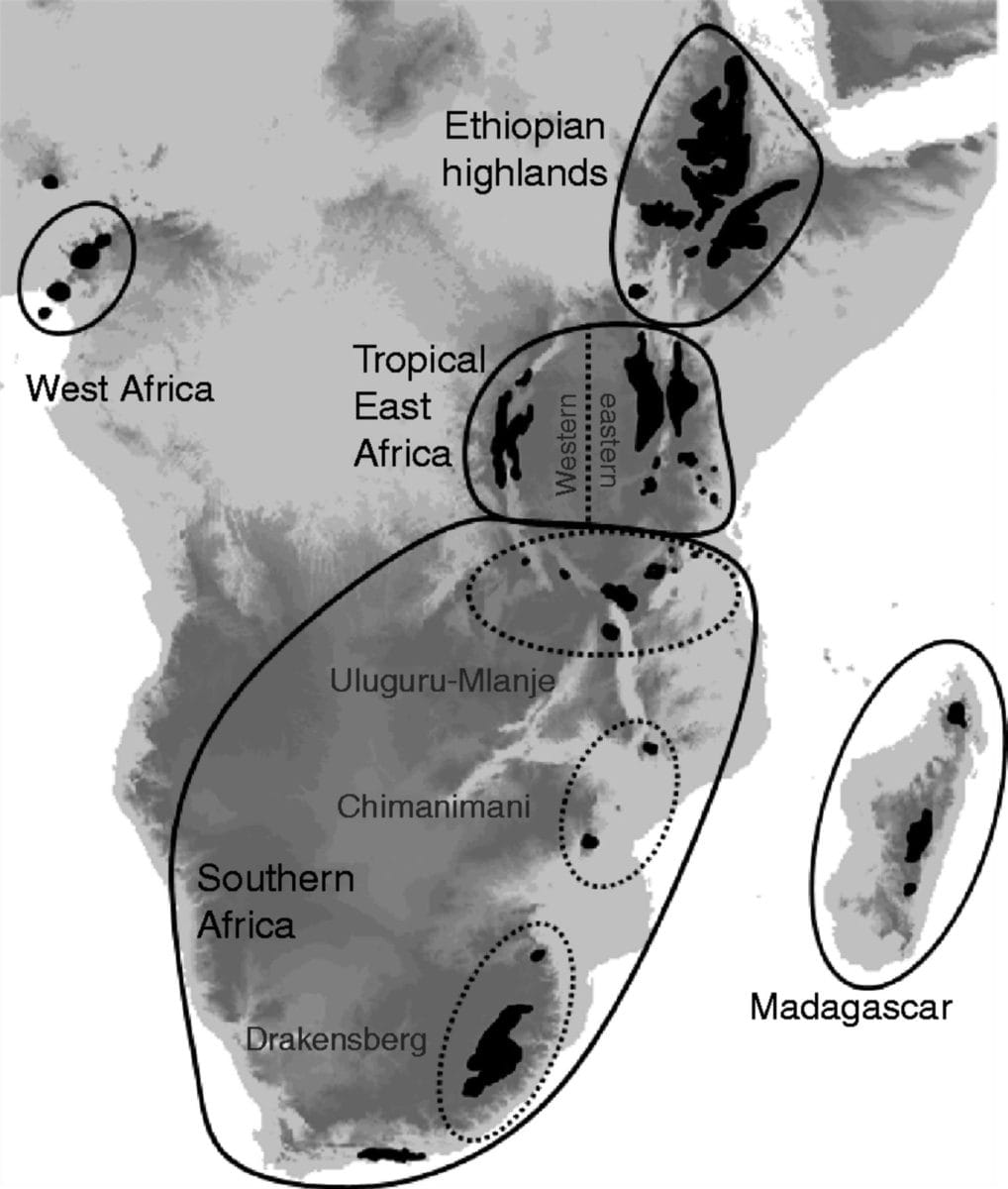 Multiple origins of dwarf shrubs on the African high mountains