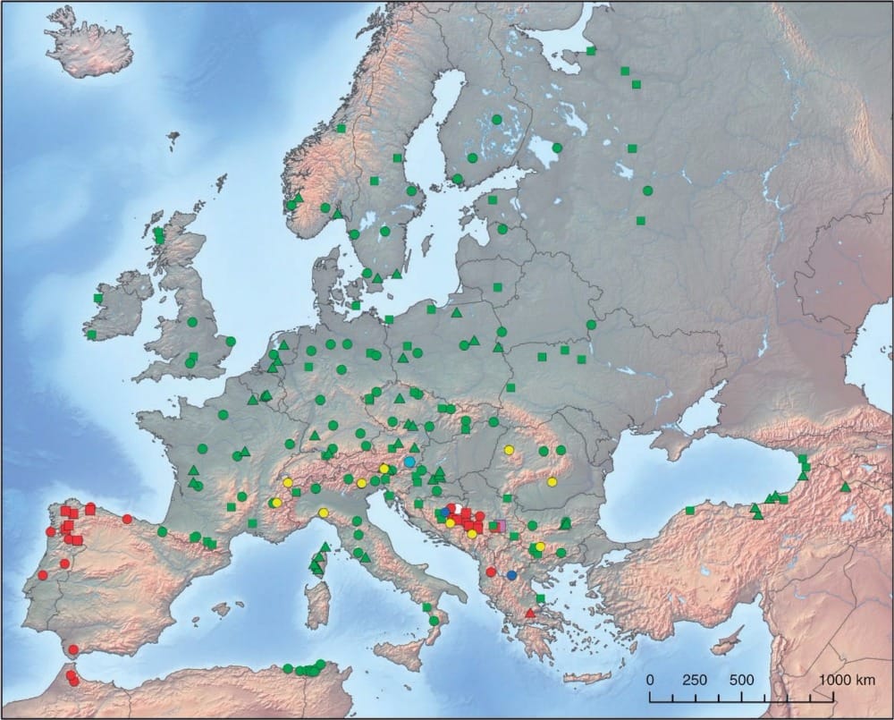 Distribución geográfica de los dos citotipos de Alnus glutinosa en Europa