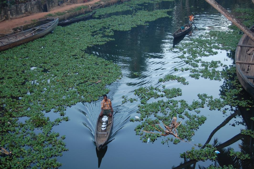 Jacinto de agua extraterrestre