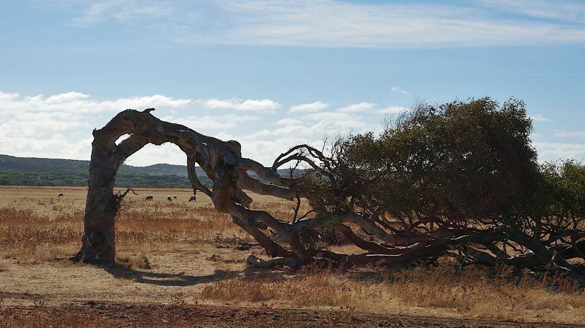 Water stress acclimation in xeric but not riparian Eucalyptus