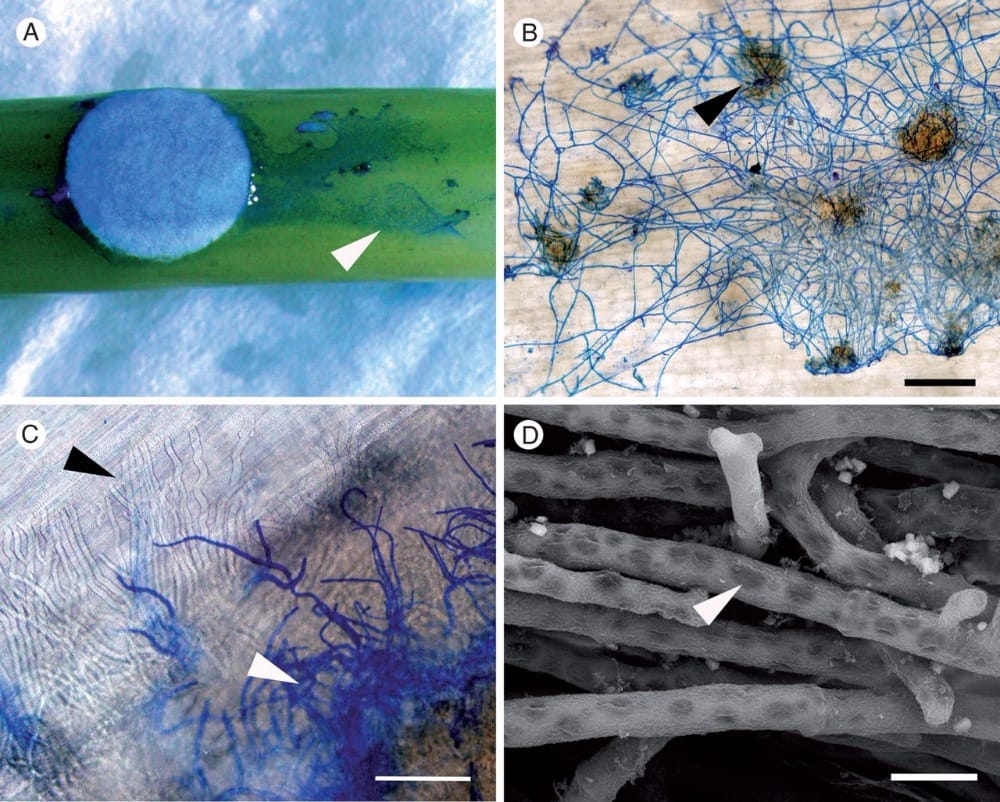 Light and scanning electron micrographs showing disease progression caused by Sclerotinia sclerotiorum MBRS-1 (A–C) and WW-3 (D) on the stems of Brassica carinata following inoculation using colonized filter paper discs.