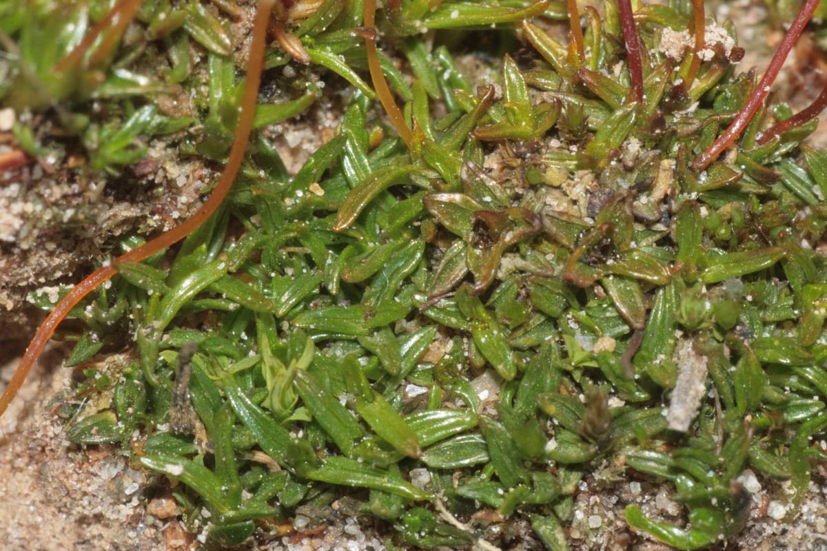 Les sporophytes de mousse embryonnaire peuvent être durcis jusqu'à la tolérance à la dessiccation