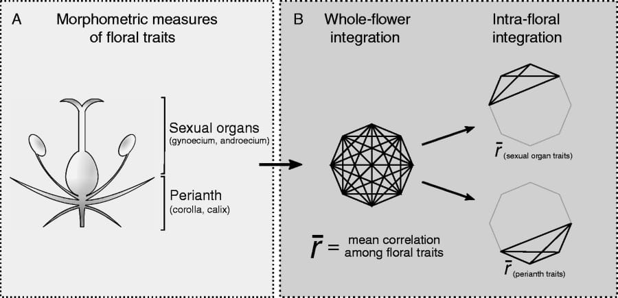 Floral integration is more related to mating than pollination system