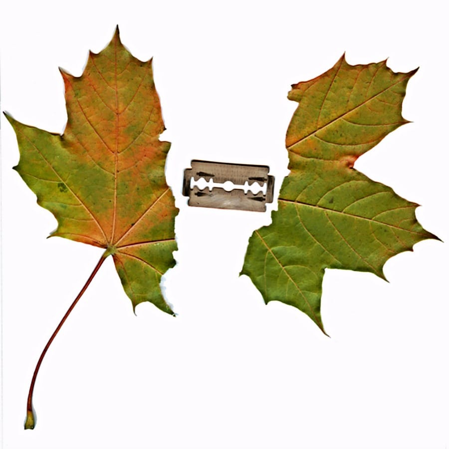 Relationships between two methods to assess leaf mechanical resistance (Technical Article)