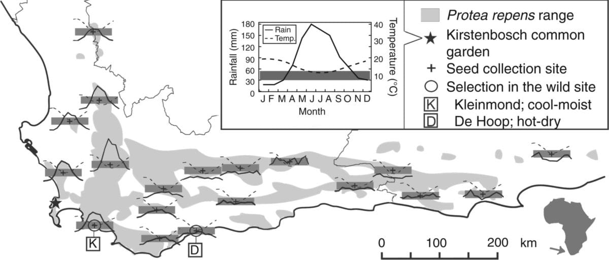 Aridity-related stomatal differences in a South African shrub