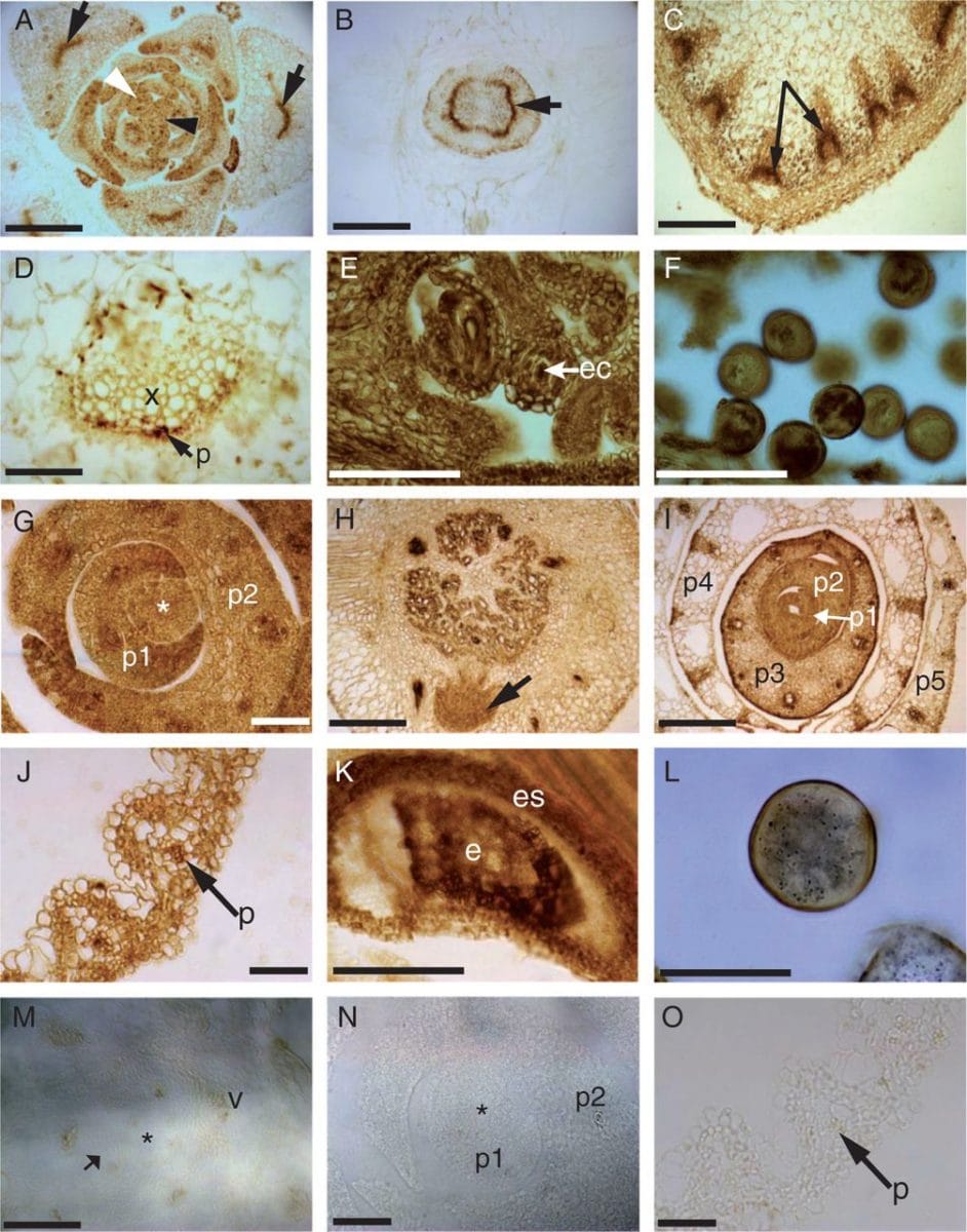 Pyrophosphatase and sucrose synthase suggest apoplasmic loading in rice