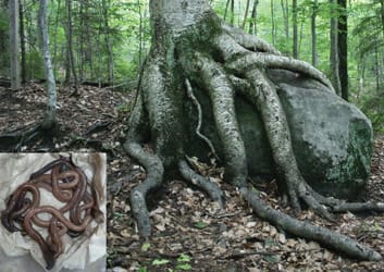 NUMÉRO SPÉCIAL&nbsp;: Le rôle des processus souterrains dans la médiation des invasions de plantes