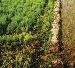 NÚMERO ESPECIAL: Respuestas de las plantas a entornos con poco oxígeno