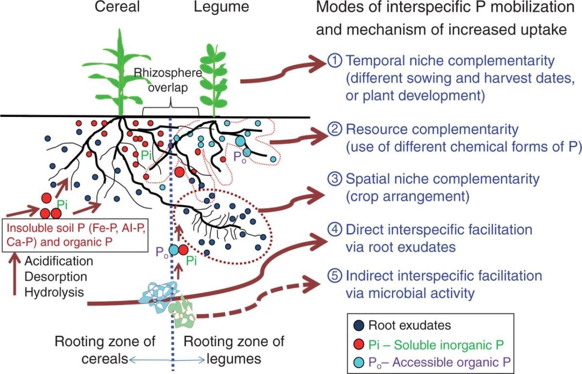 Acquisition par les cultures de phosphore, de fer et de zinc dans les cultures intercalaires (Revue)
