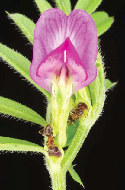NÚMERO ESPECIAL: Uso de ideas de la ecología del comportamiento para comprender las plantas