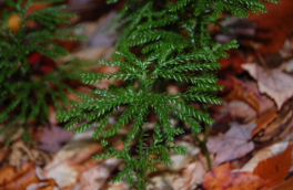 Ecofisiología de cuatro especies Lycophyte concurrentes: una investigación de la convergencia funcional