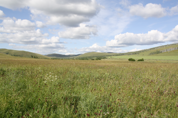 Une plus grande plasticité spécifique de la surface foliaire aide-t-elle les plantes à maintenir une performance élevée lorsqu'elles sont ombragées&nbsp;?