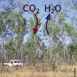 NUMÉRO SPÉCIAL : Effets d'échelle régulant la réponse des plantes au changement global