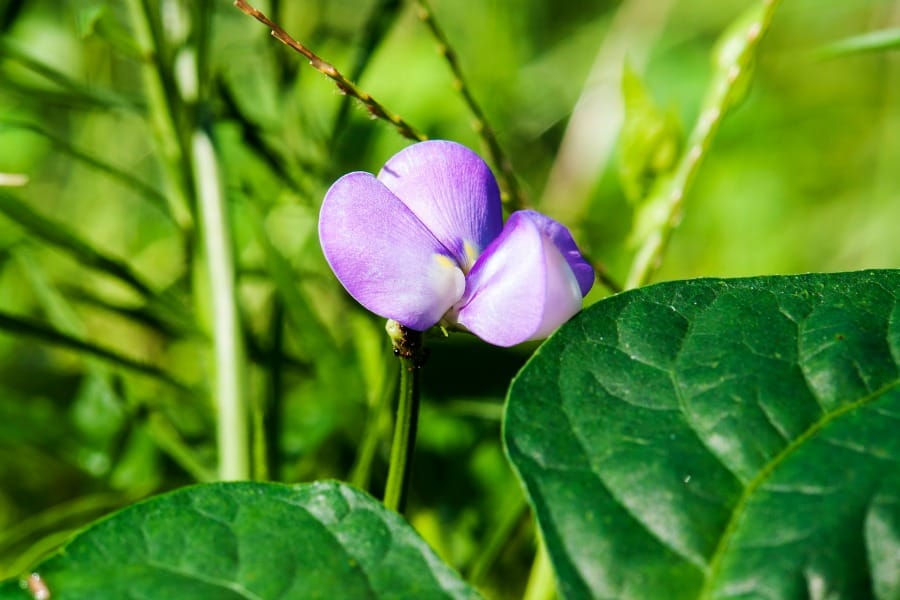 Cell wall matrix polysaccharides and mesophyll cell morphogenesis