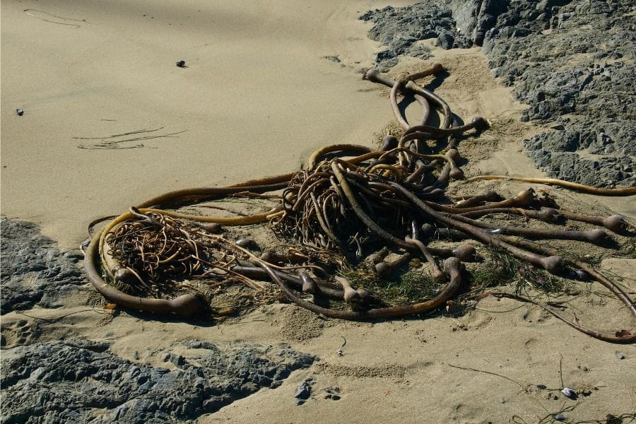 Kelp sieve tubes cooperate better