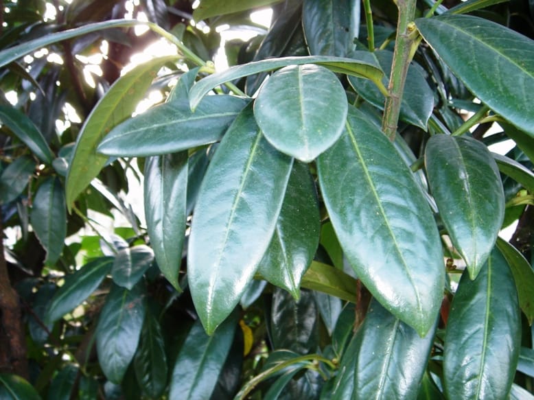 Carbon stores for spring growth in evergreen vs. deciduous species
