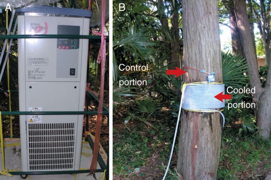 Latewood formation by localized cooling of stems in conifers