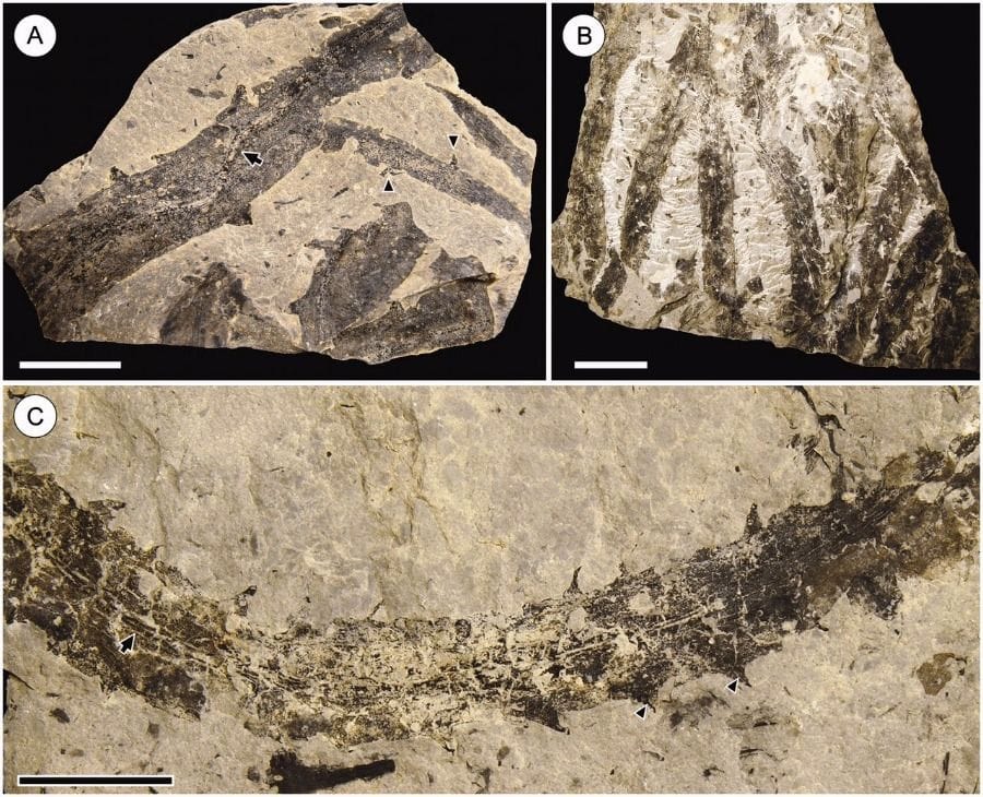 Early Devonian rooting system provides clues to the origin of lycophyte roots