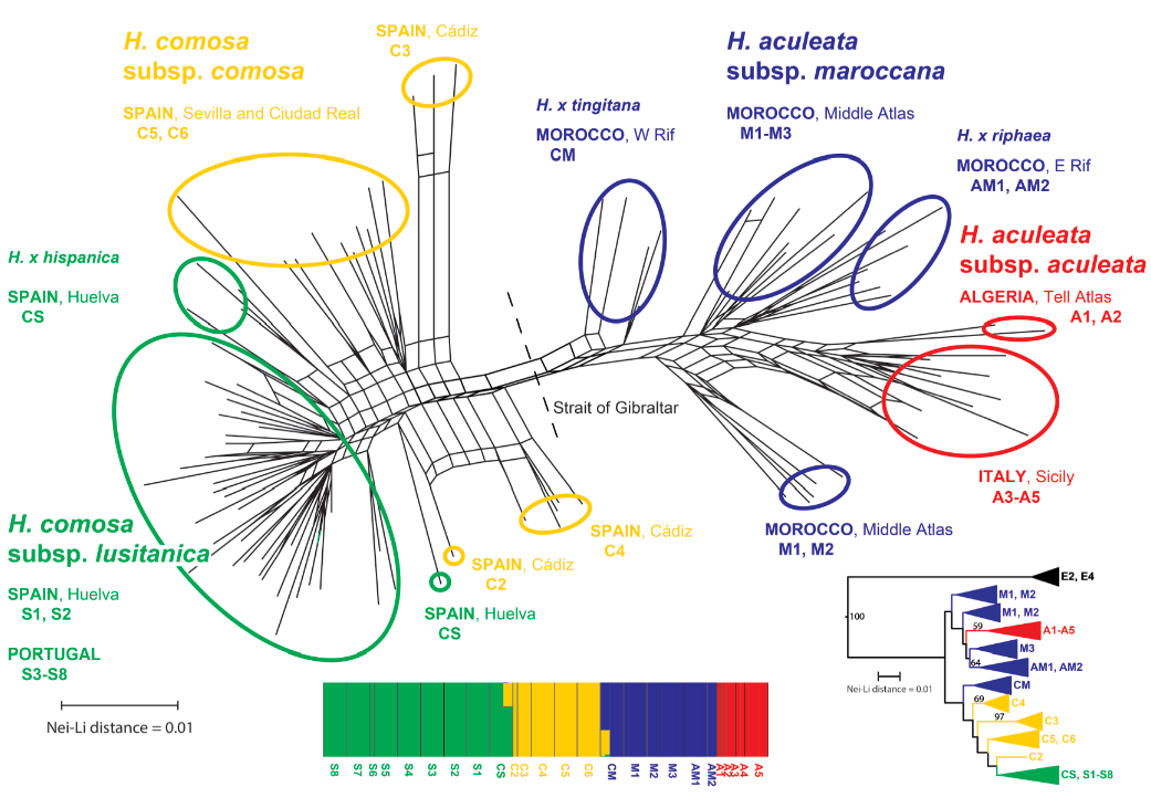 Filogeografía por encima del nivel de especie para especies perennes en un género compuesto