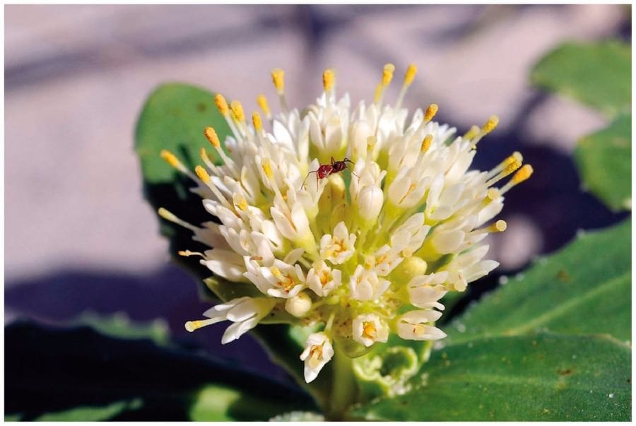 Origin of the bifurcating style in Asteraceae