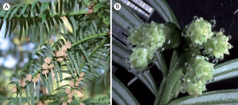 Cephalotaxus koreana. (A) Branch with male cones before pollen shedding. (B) Female cones with pollination drops.