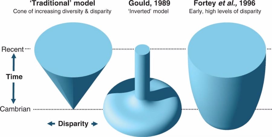 Why should we investigate the morphological disparity of plant clades?