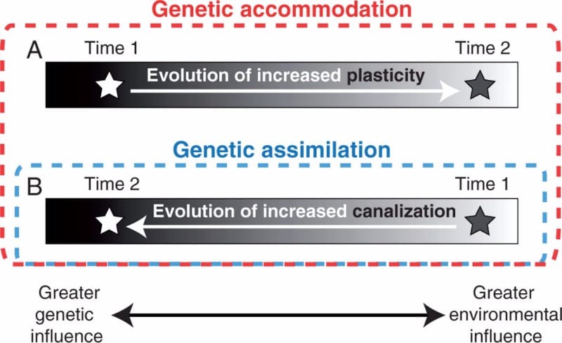 La asimilación genética y la evolución de la novedad.