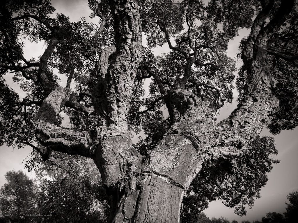 AGPs y pectinas durante el desarrollo del óvulo de alcornoque